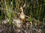 Mallard And Ducklings